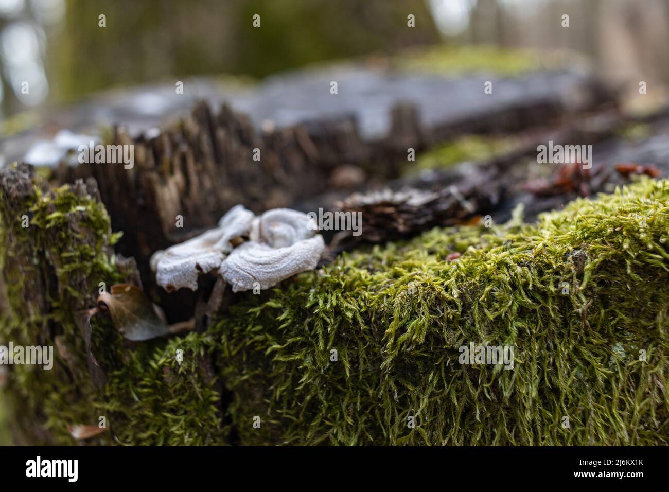 Old overgrown beech trees hi-res stock photography and images - Alamy