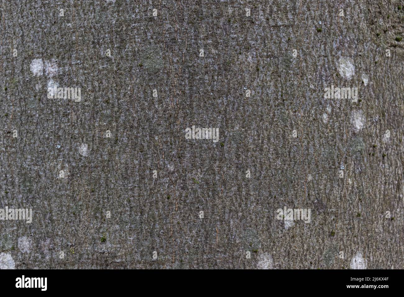 Closeup texture of grey beech tree bark with white spots of lichen, macro image background