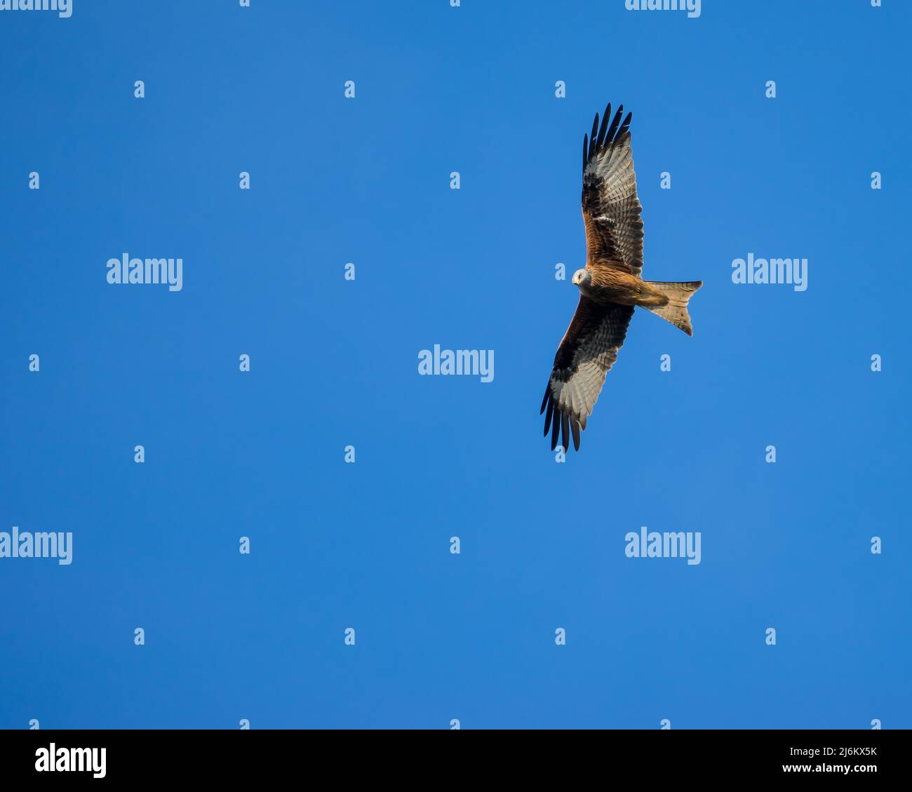 Red kite against a clear blue sky, flying over Hertfordshire, Stock Photo