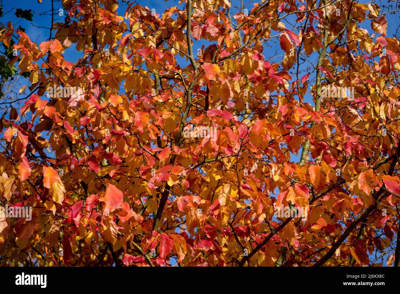 Autumn Leaves against Blue Sky Stock Photo