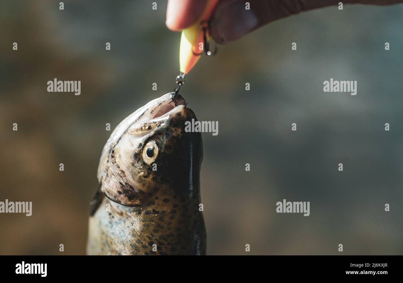 Catching a big fish with a fishing pole. Trout. Fishing. Steelhead