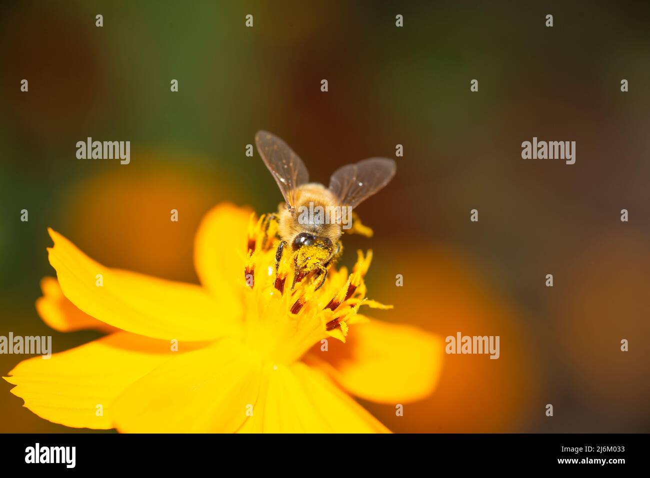 Honey bee sucking nectar on a cosmos flower Stock Photo Alamy