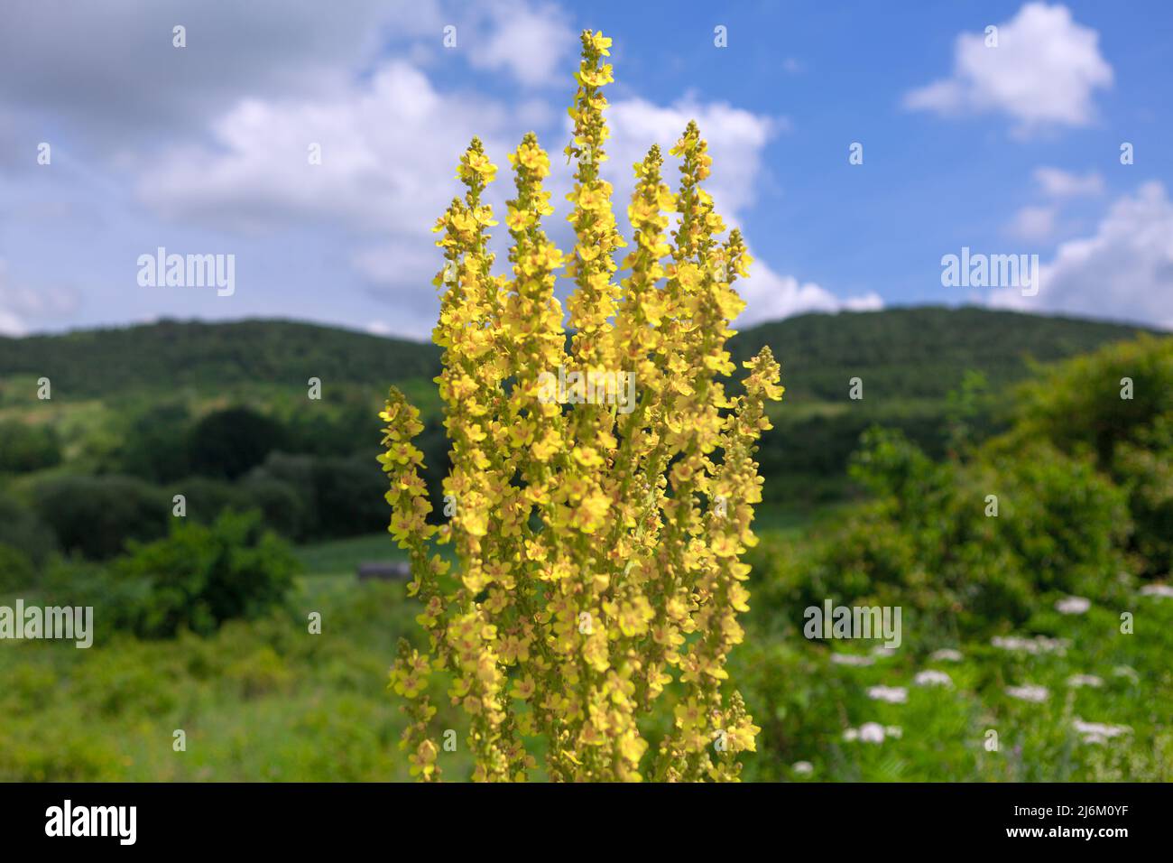 Late Spring to Early Summer Flowers . Wild Yellow Flowers Stock Photo