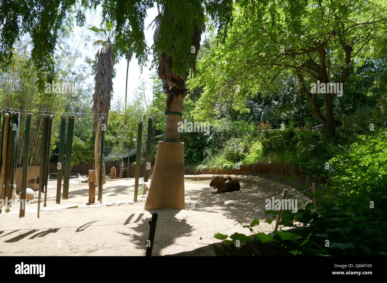 Los Angeles, California, USA 25th April 2022 Takin at the LA Zoo on