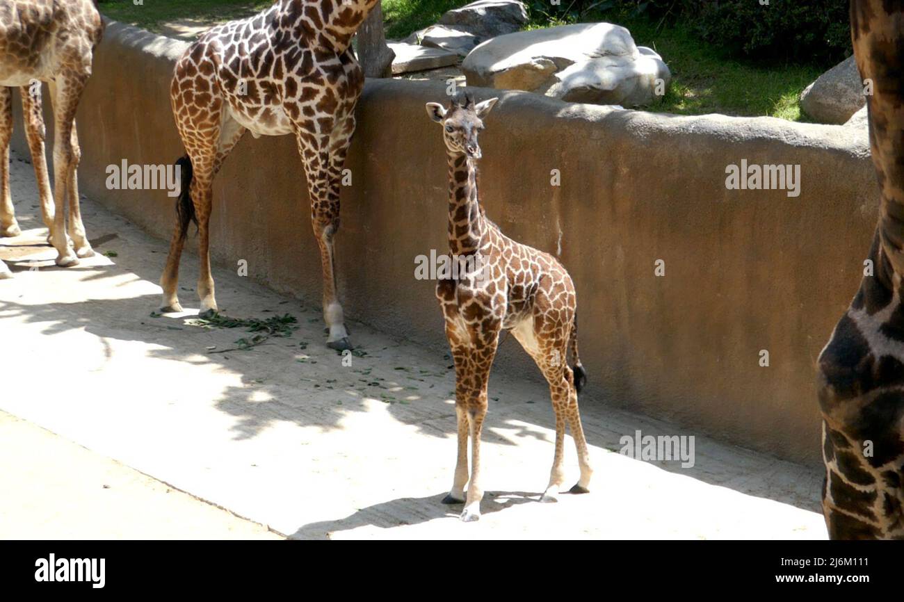 Los Angeles, California, USA 26th April 2022 A New Baby Masai Giraffe