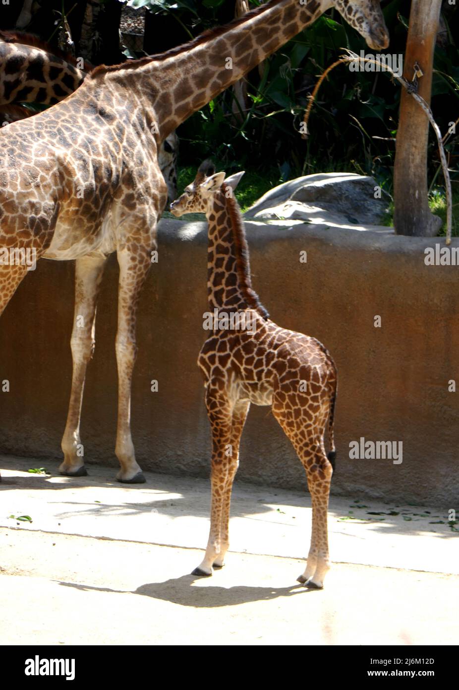 Los Angeles, California, USA 26th April 2022 A New Baby Masai Giraffe