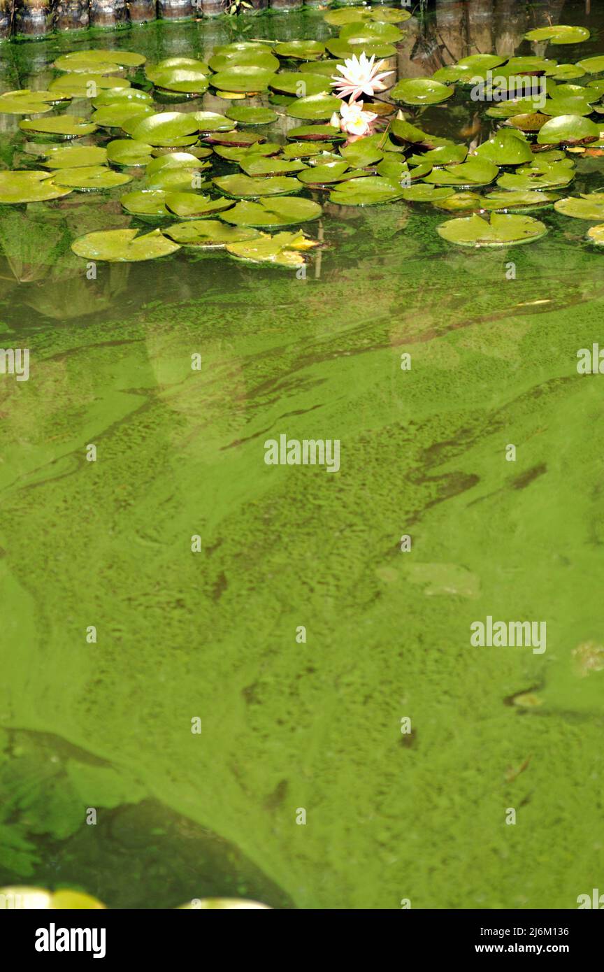 Pond image with lily pads, freestanding image or background Stock Photo ... Biology Diagrams