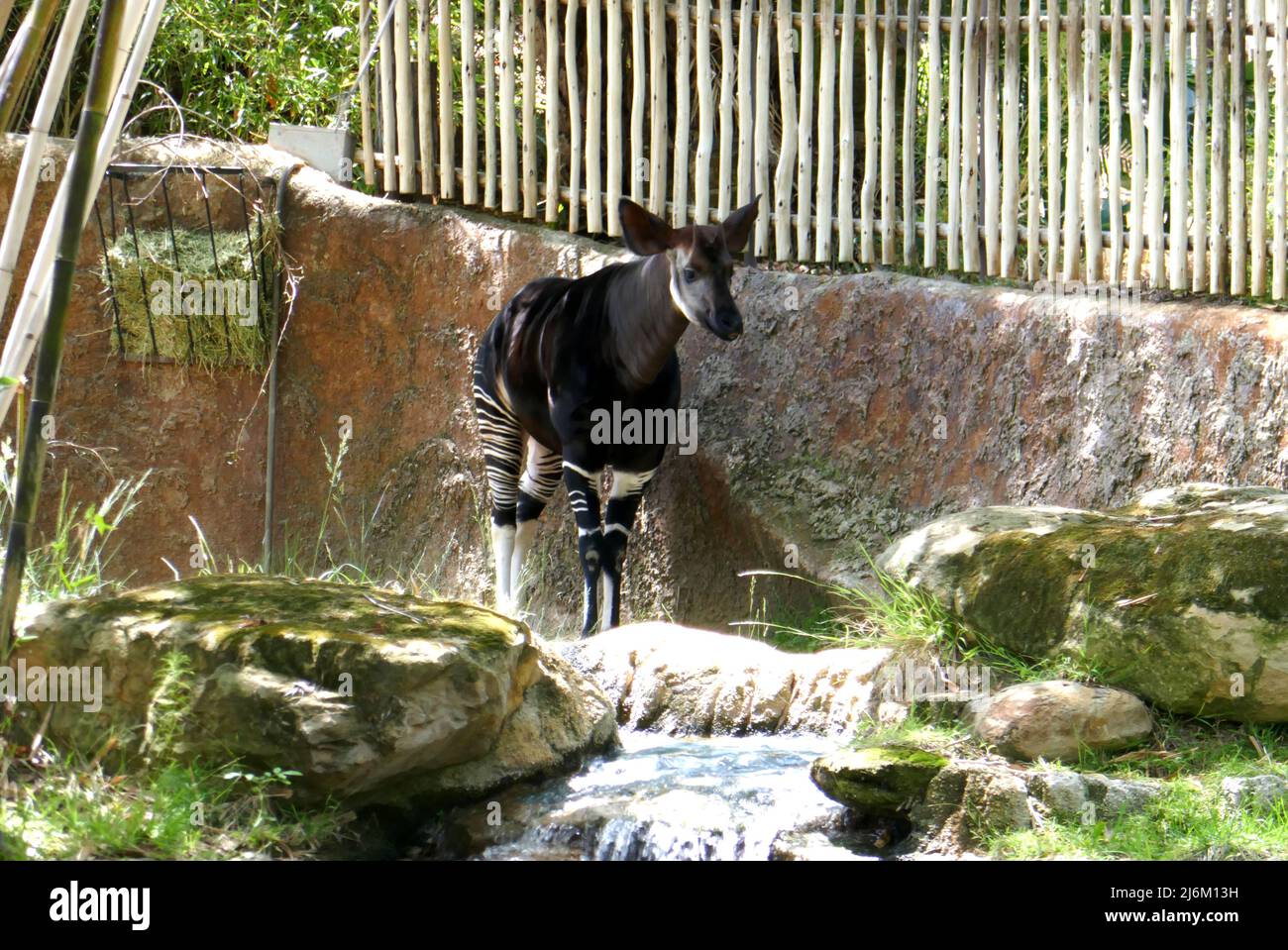 Los Angeles California Usa 25th April 2022 An Okapi At The La Zoo On