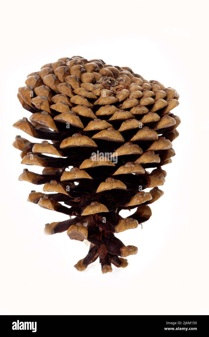 A single conifer cone or pine cone Stock Photo