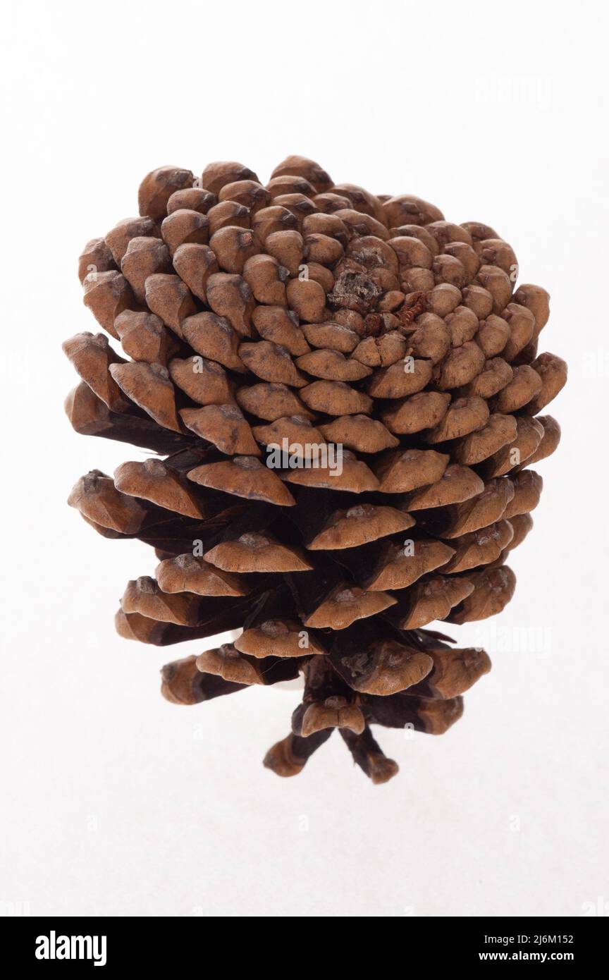 A single conifer cone or pine cone Stock Photo