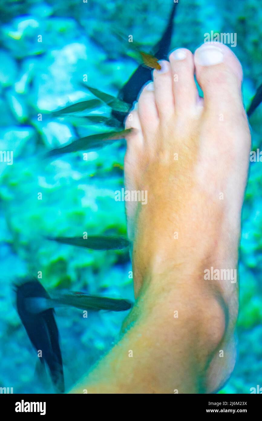 Fish spa pedicure fish bite feet in the amazing blue turquoise water and limestone cave sinkhole