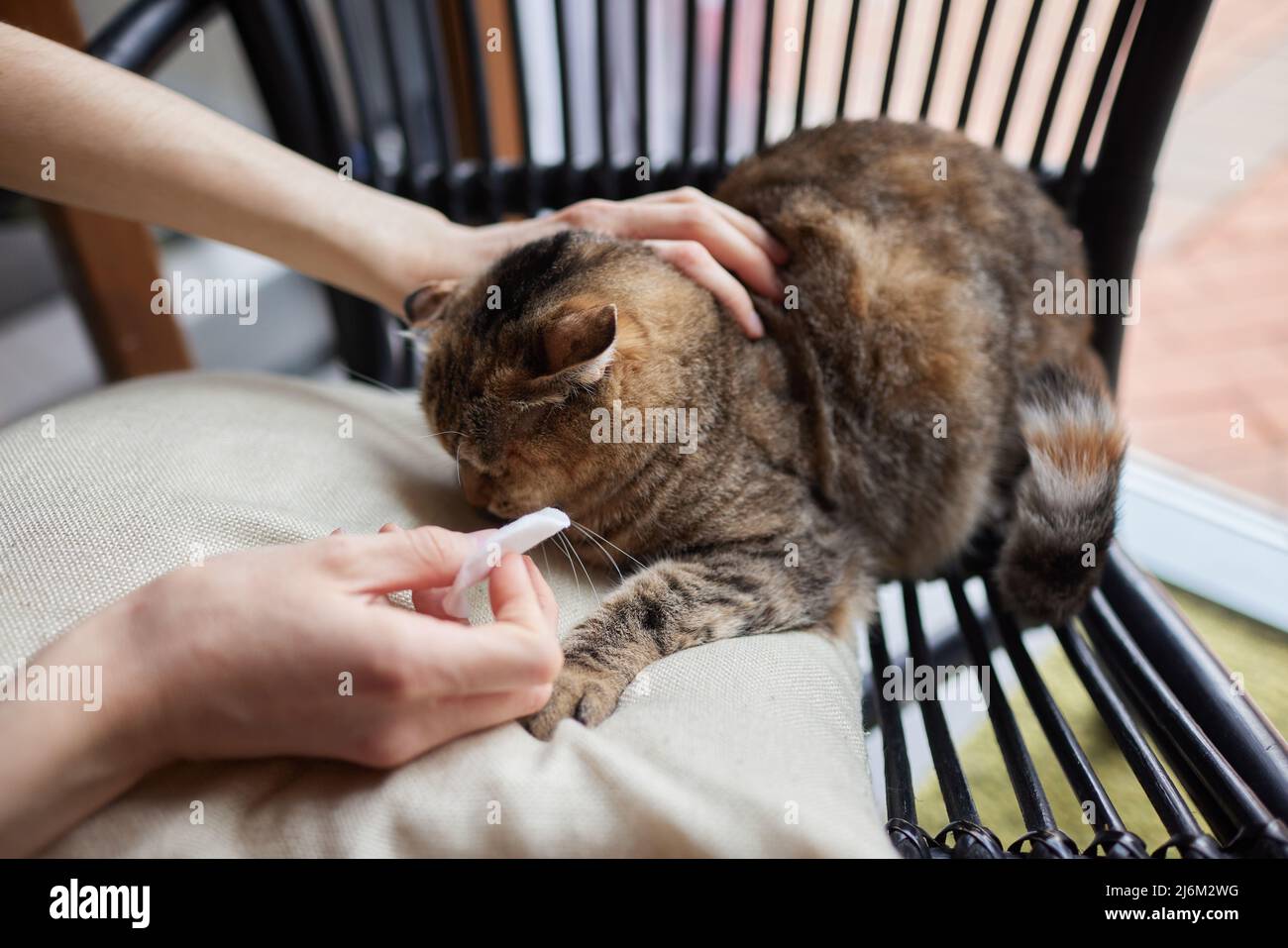 Female veterian's hand holding cotton bud to cleaning the dirt from
