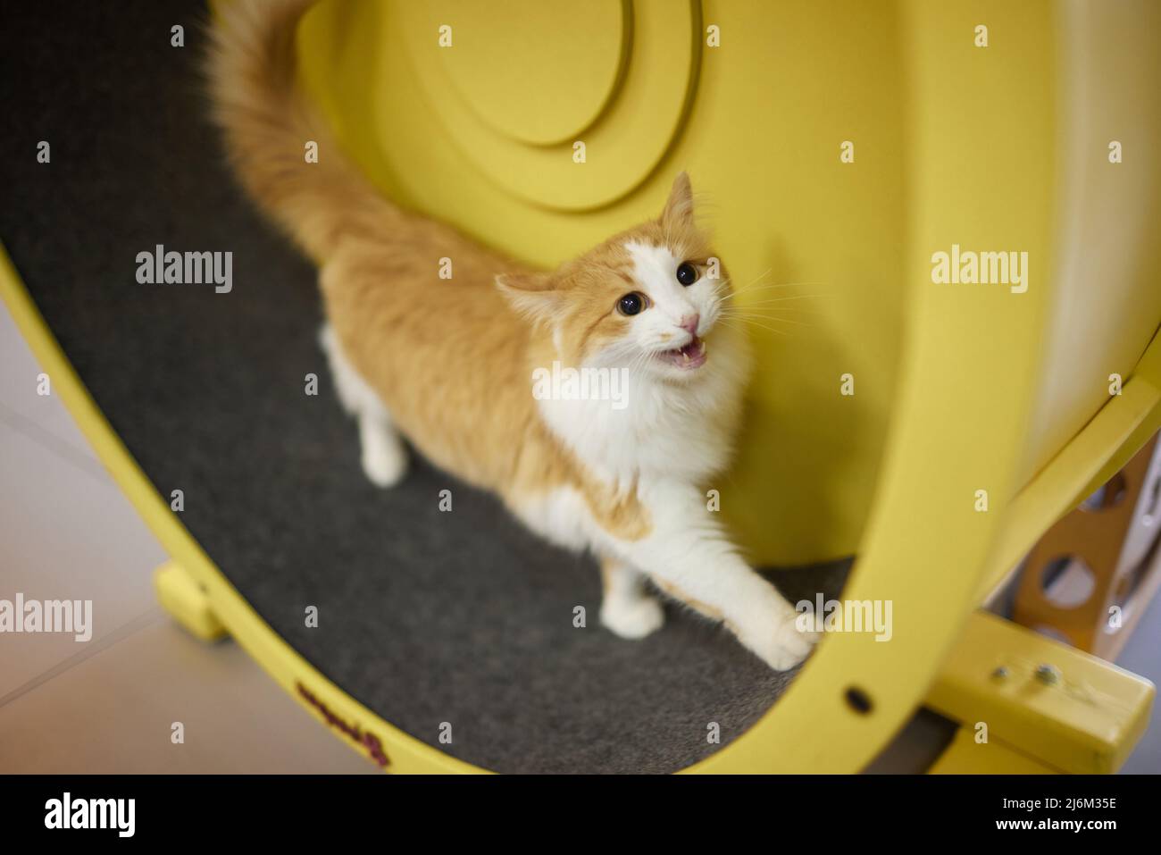 Smoky cat running on exercise wheel. training apparatus Stock Photo Alamy