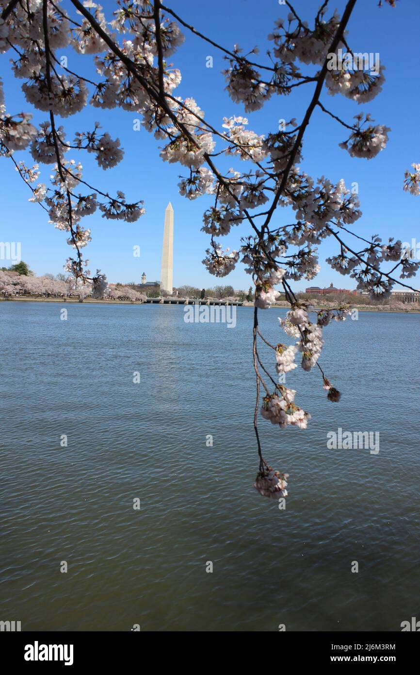 Vertical Cherry Blossom Tree Washington Monument Water DC Stock Photo Alamy