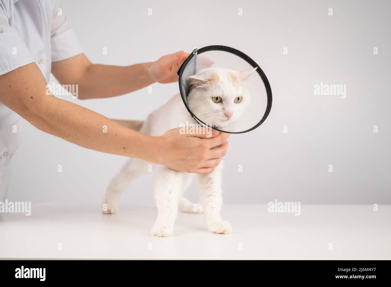 The veterinarian put a plastic cone collar on the cat after the surgery