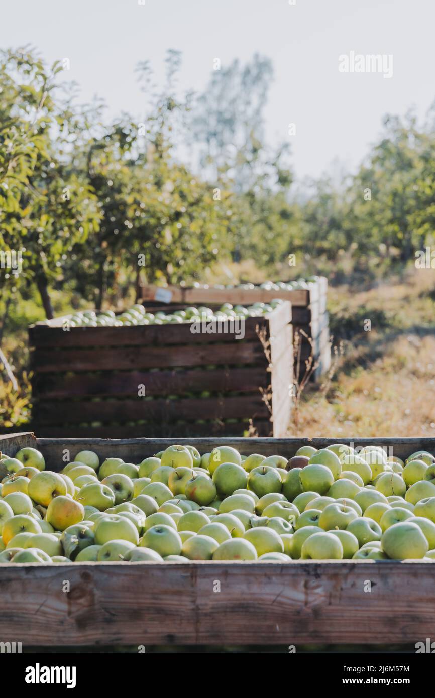 Wooden apple bins full of green picked apples Stock Photo Alamy