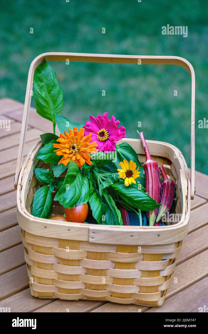 Summer harvest home grown organic produce with zinnias, heirloom tomatoes, Jing orange okra and basil in a wooden basket. Healthy living concept. Stock Photo