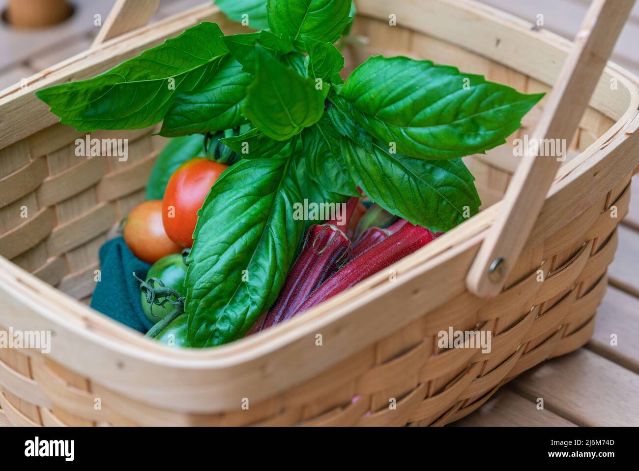 Organic vegetables and herbs, heirloom tomatoes, Solanum lycopersicum, jing orange okra, Abelmoschus esculentus and basil, Ocimum basilicum. Stock Photo
