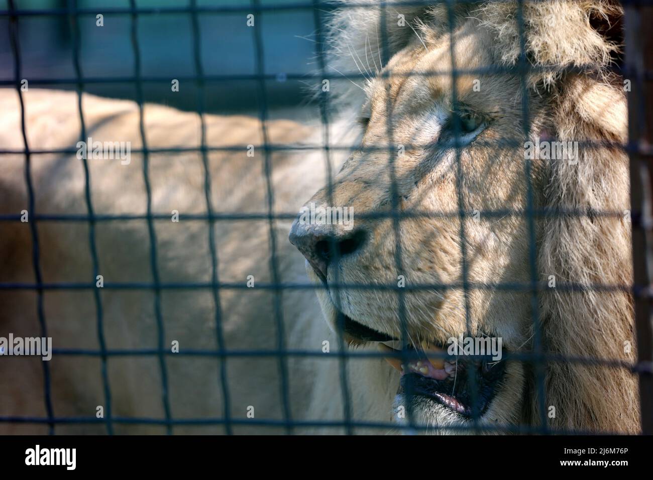 A close-up of a caged lion at a zoo. On the night of April 13, 2022, white lions Mufasa and Nola from the Kharkiv Ecopark were taken to the Odessa Zoo. As a result of being in a cramped room (the enclosures were damaged by shelling), the lions were in a terrible state, exhausted and stressed. But in 2 weeks, Mufasa and Nola recovered quickly - both physically and psychologically. On April 30, 2022, the 'White Lions Festival' took place in the Odessa Zoo, the main characters of which were the rescued Kharkiv lions. Stock Photo