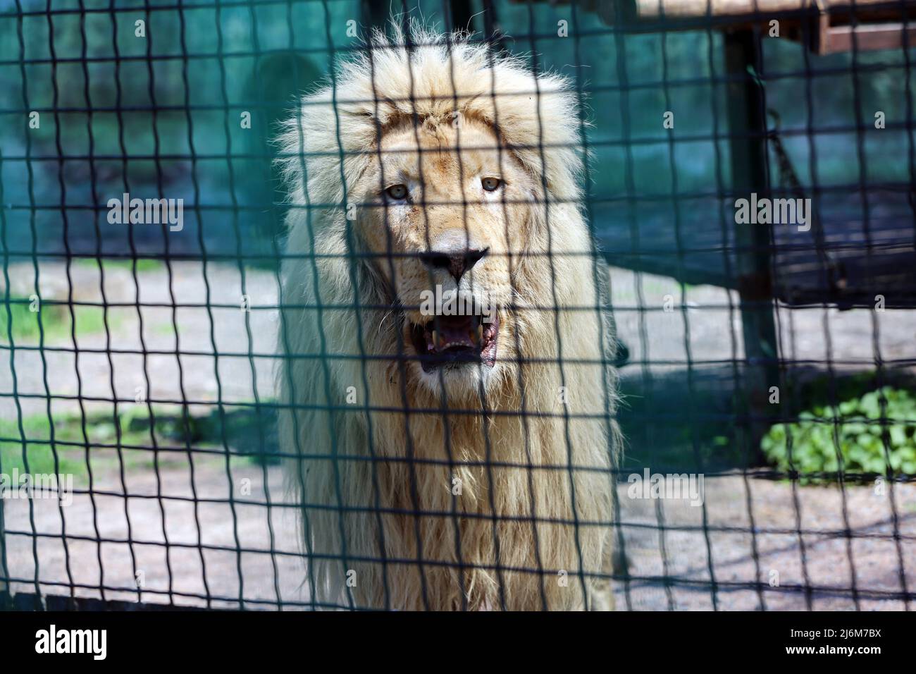 A white lion seen in a cage at a zoo. On the night of April 13, 2022, white lions Mufasa and Nola from the Kharkiv Ecopark were taken to the Odessa Zoo. As a result of being in a cramped room (the enclosures were damaged by shelling), the lions were in a terrible state, exhausted and stressed. But in 2 weeks, Mufasa and Nola recovered quickly - both physically and psychologically. On April 30, 2022, the 'White Lions Festival' took place in the Odessa Zoo, the main characters of which were the rescued Kharkiv lions. (Photo by Viacheslav Onyshchenko / SOPA Images/Sipa USA) Stock Photo