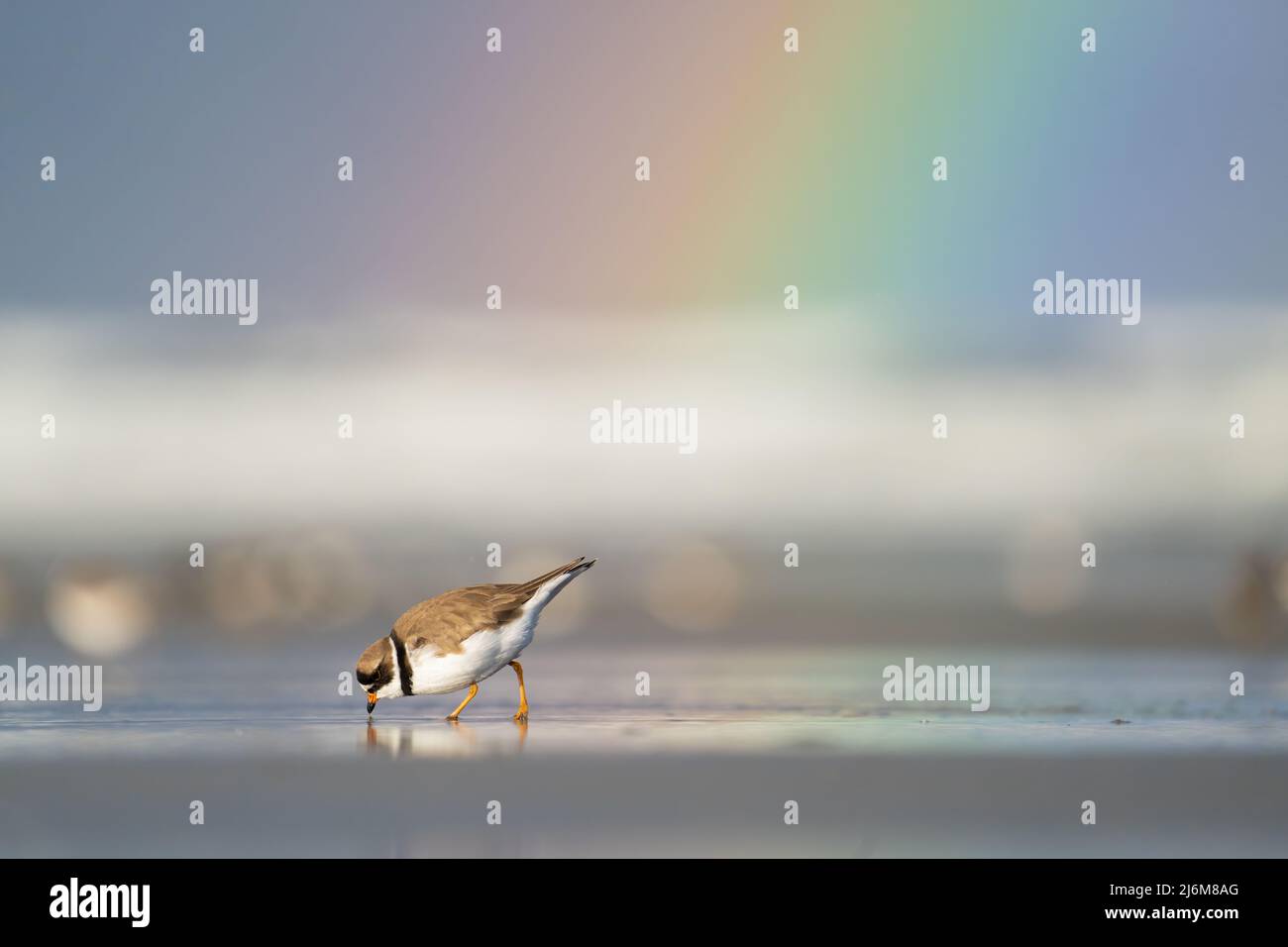 A rainbow shines after morning rain while a semipalmated plover feeds at the beach in Ocean Shores, Washington. Stock Photo