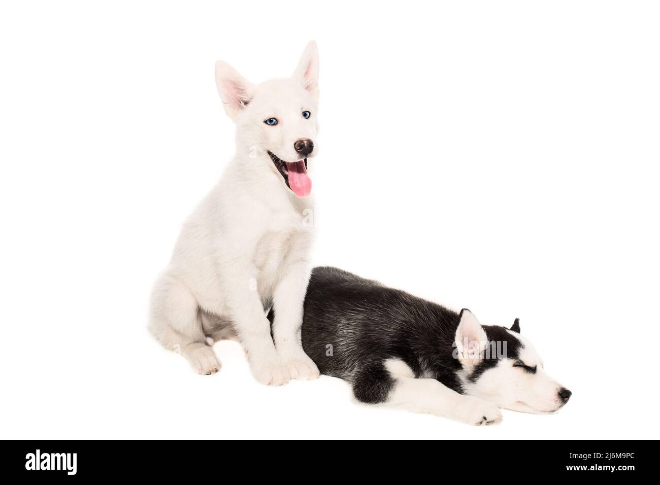 Cute little husky puppy isolated on white background Stock Photo - Alamy