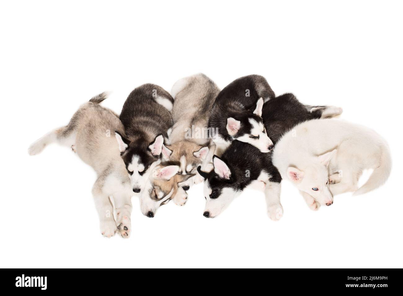 Cute little husky puppy isolated on white background Stock Photo - Alamy