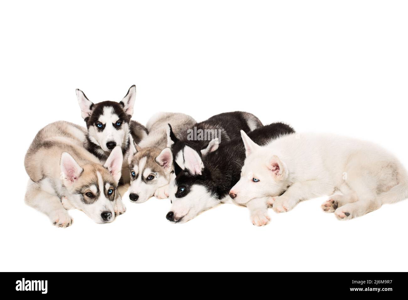 Cute little husky puppy isolated on white background Stock Photo - Alamy