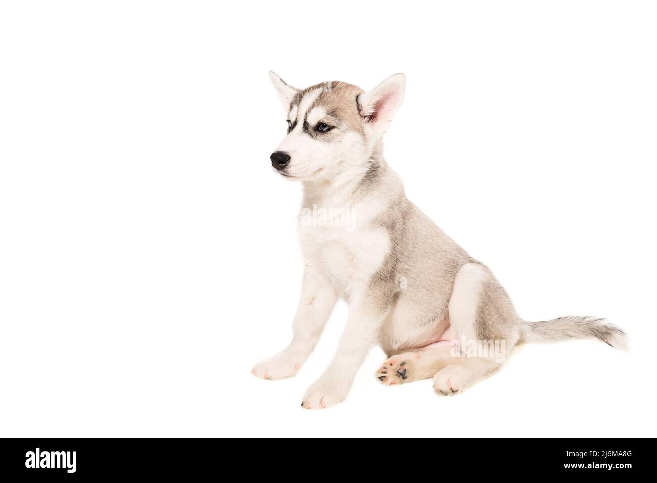 Cute little husky puppy isolated on white background Stock Photo - Alamy