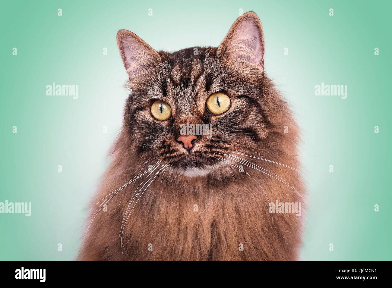 Portrait adult cat tabby angora fawn long hair cute look Stock Photo