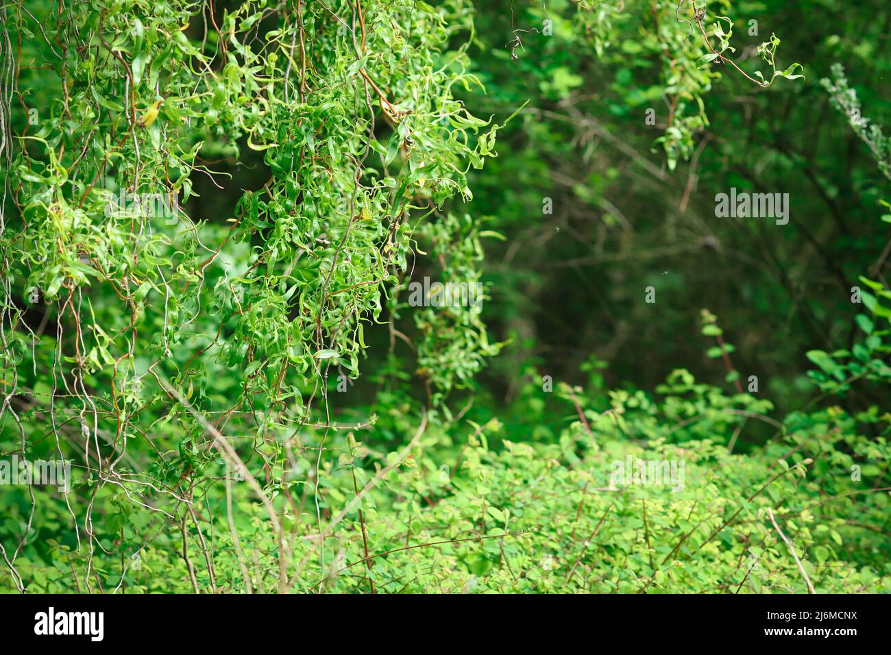 Tree and natural foliage in very green colors Stock Photo