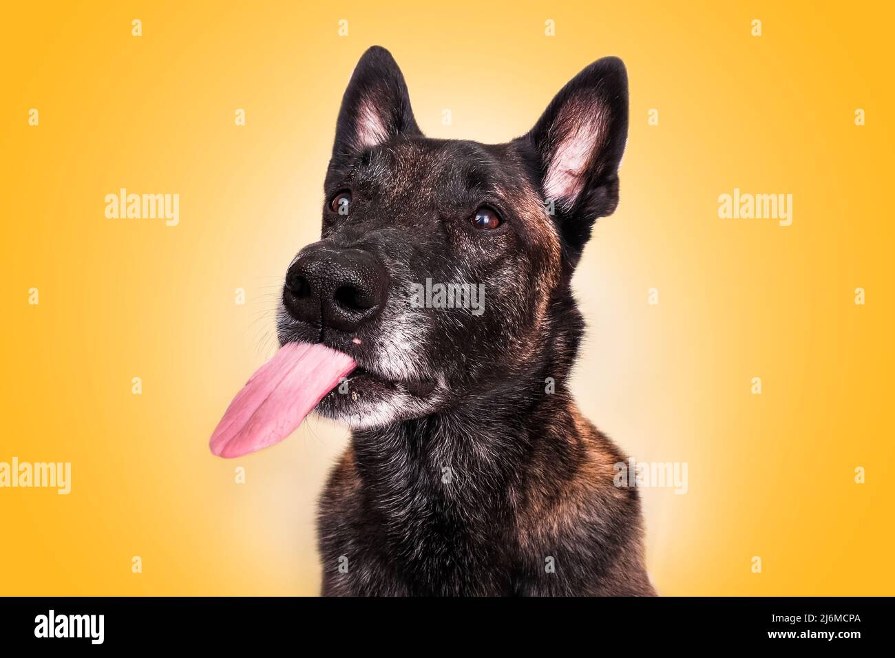 malinois belgian shepherd dog sticks out tongue licks his chops funny portrait fond yellow Stock Photo