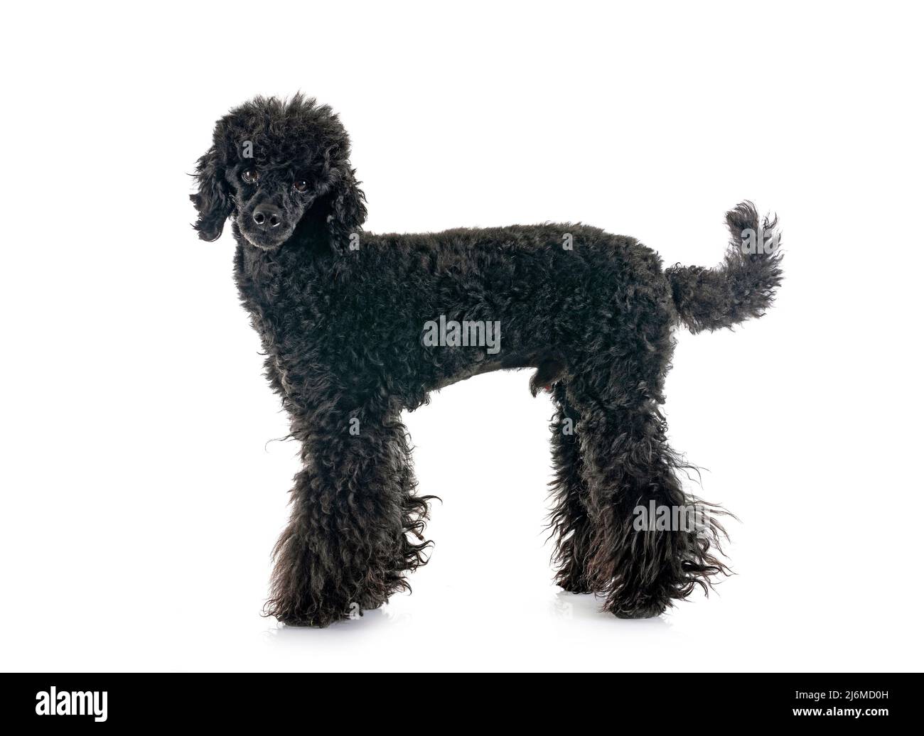 black poodle in front of white background Stock Photo - Alamy