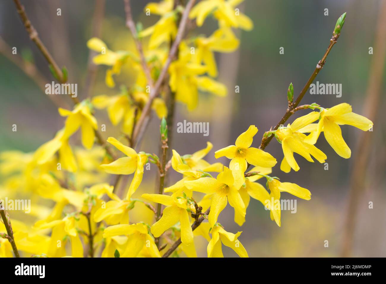 yellow spring forsythia flowers closeup selective focus Stock Photo