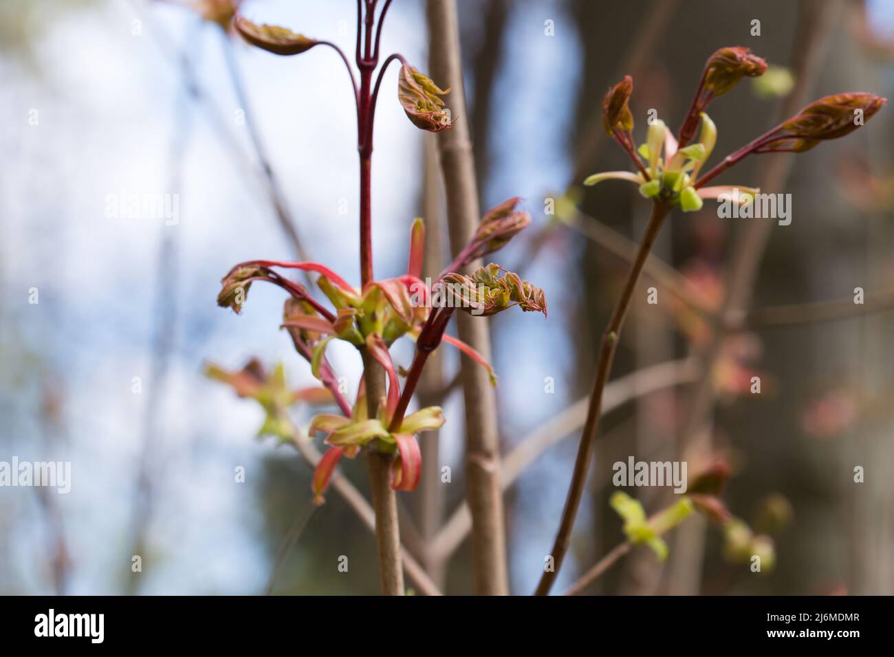 box elder (acer negundo) buds and young leaves closeup selective focus Stock Photo