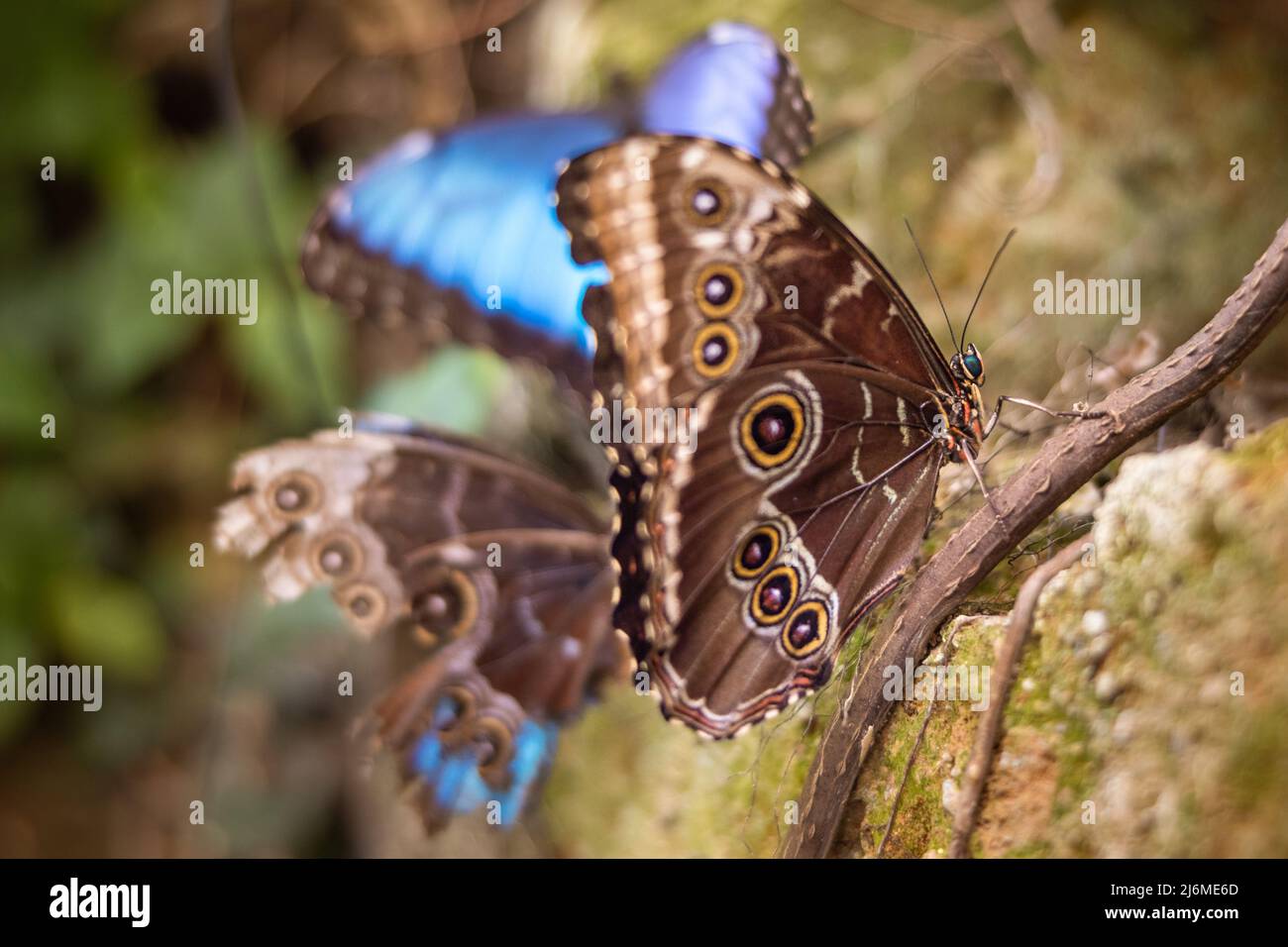 A flock of owl butterflies are perched on creepers, some with folded and some with spread wings Stock Photo