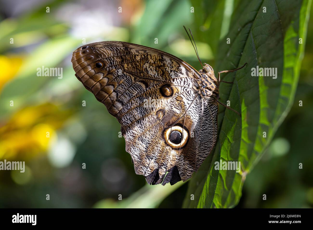 Closeup of the side of an Owl butterfly perched on a green leaf Stock Photo