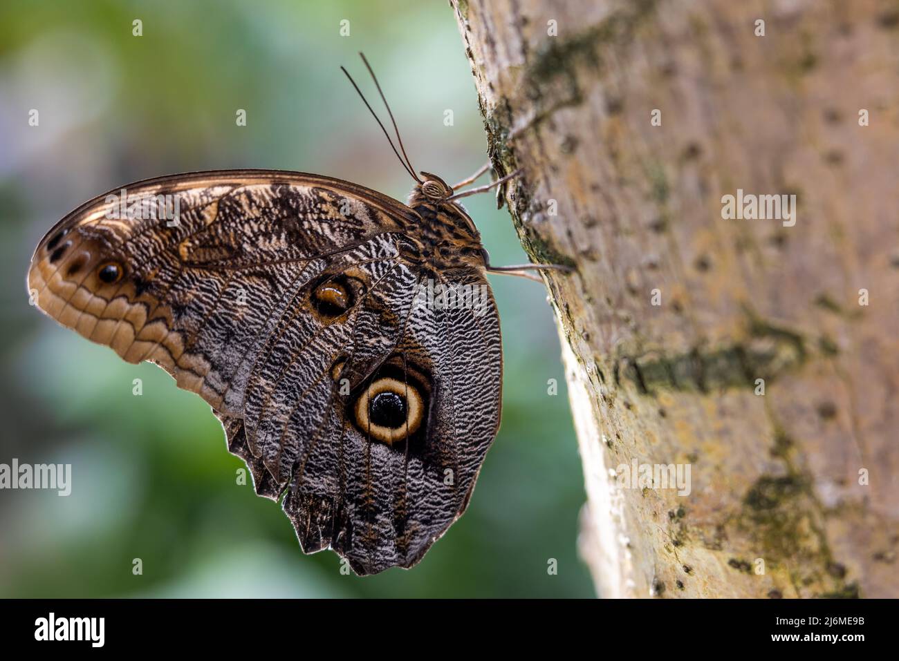 Closeup of the side of an Owl butterfly perched on a tree trunk Stock Photo