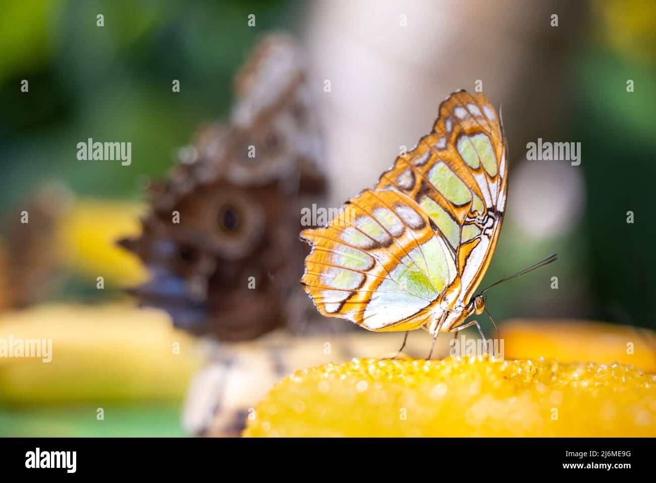 Close up of the side of a malachite butterfly perched on a yellow flower against a bokeh background Stock Photo