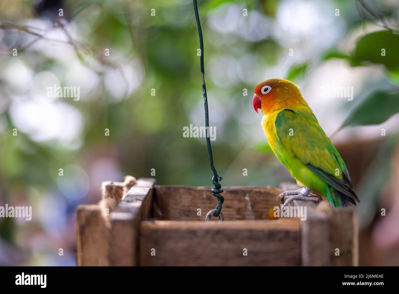 Closeup of a colorful lovebird parrot perched on a wooden box and surrounded by vegetation Stock Photo