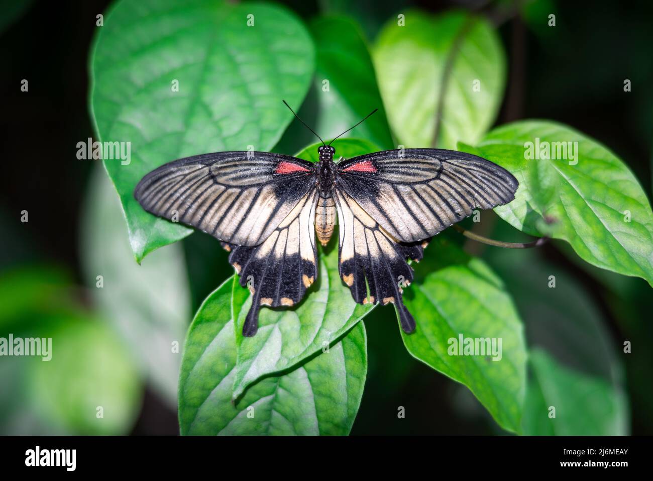 Close up of a female Great Mormon butterfly lying on green leaves with its wings spread Stock Photo