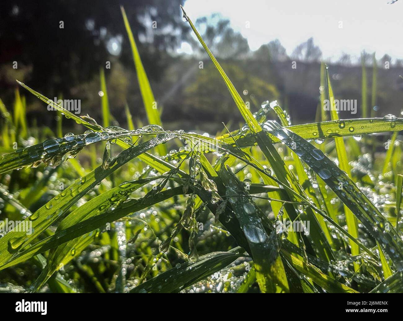 Beautiful long green grass on a springtime day full of drops of dew. Dark background Stock Photo