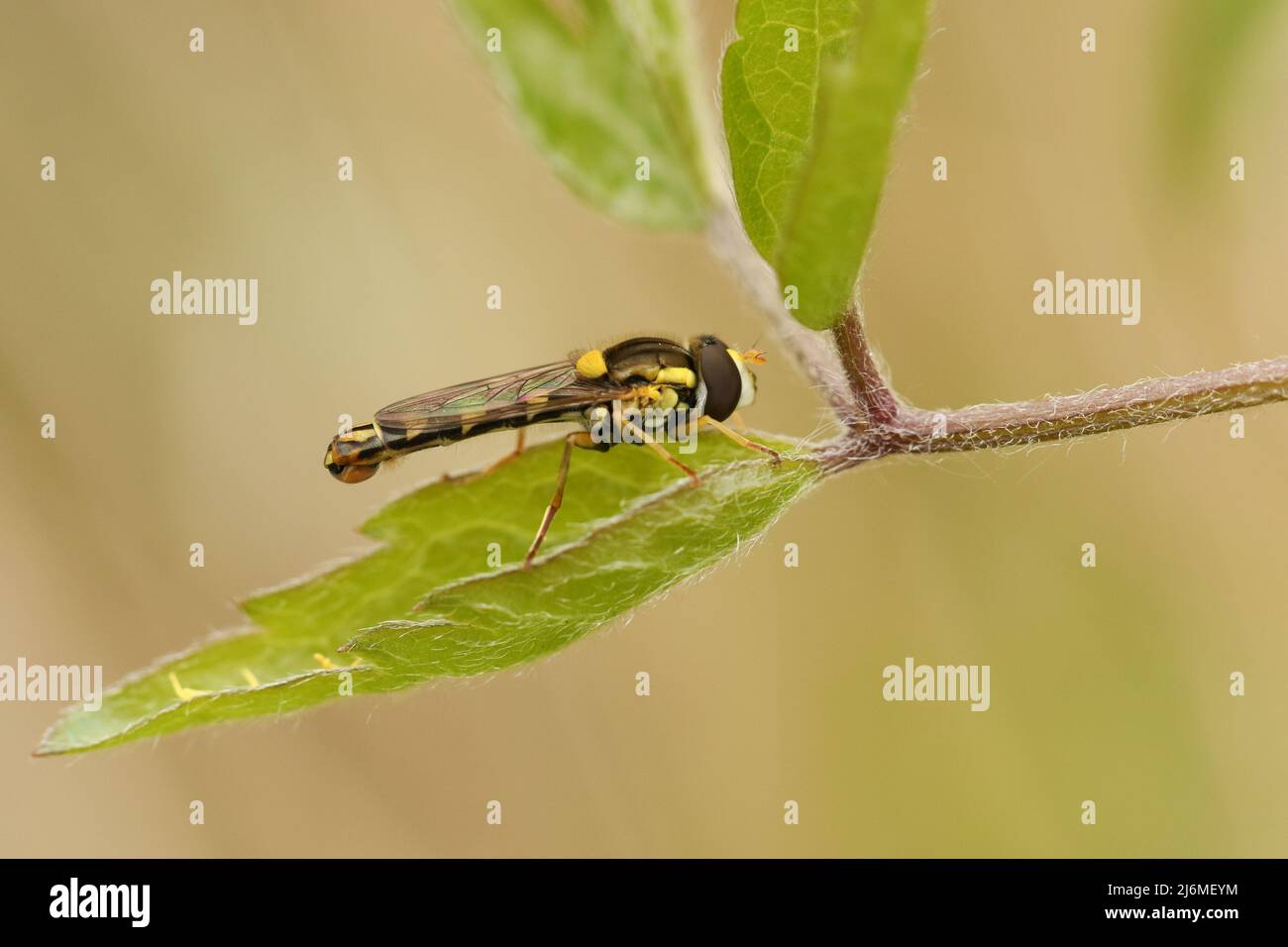 A Long Hoverfly, Sphaerophoria scripta, resting on a leaf. Stock Photo