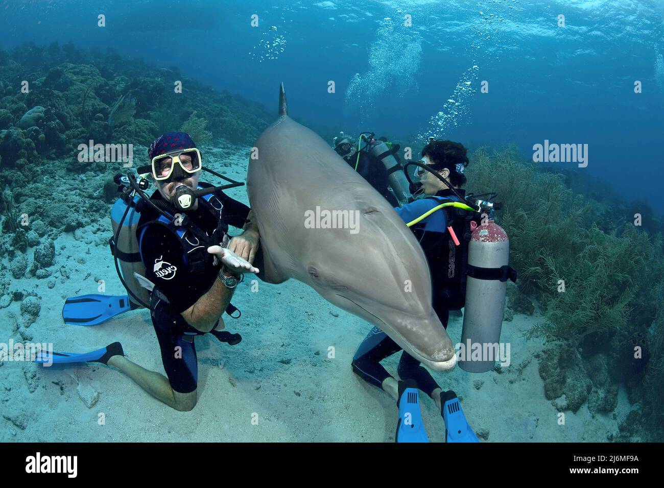 Scuba diver and Bottlenose dolphin (Tursiops truncatus), Dolphin-Academy, Curacao, Netherlands Antilles, Caribbean, Caribbean Stock Photo
