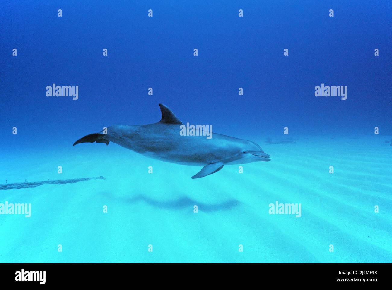 Bottlenose dolphin (Tursiops truncatus), in shallow water, Egypt, Red Sea Stock Photo