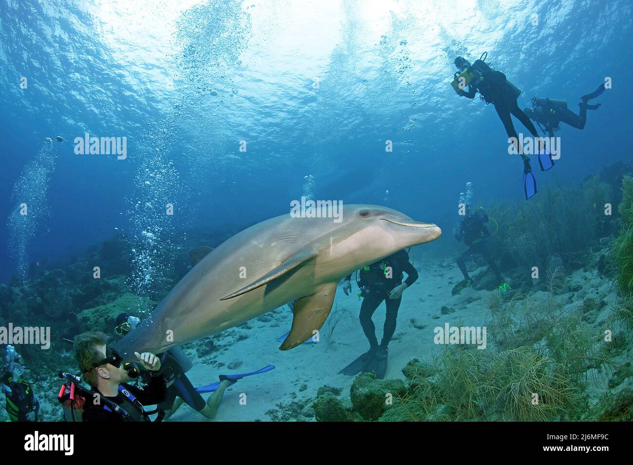 Scuba diver and Bottlenose dolphin (Tursiops truncatus), Dolphin-Academy, Curacao, Netherlands Antilles, Caribbean, Caribbean Stock Photo