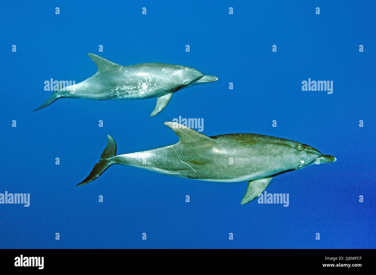 Indo-Pacific bottlenose dolphin (Tursiops aduncus), in blue water, Maldives, Indian Ocean, Asia Stock Photo