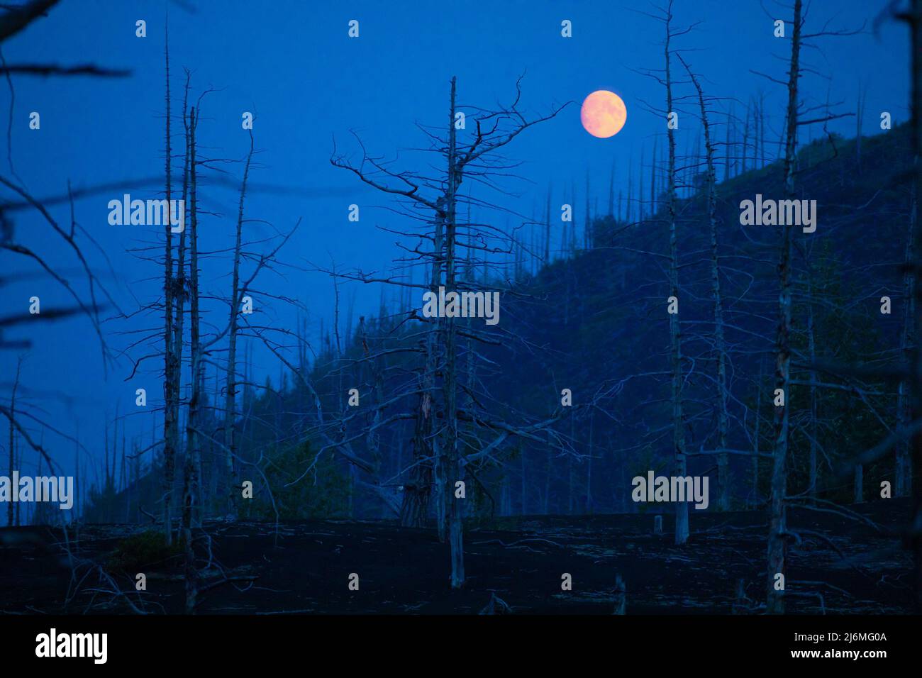 So called Dead forest near Tolbachik volcano in night time with full moon, Russia Stock Photo