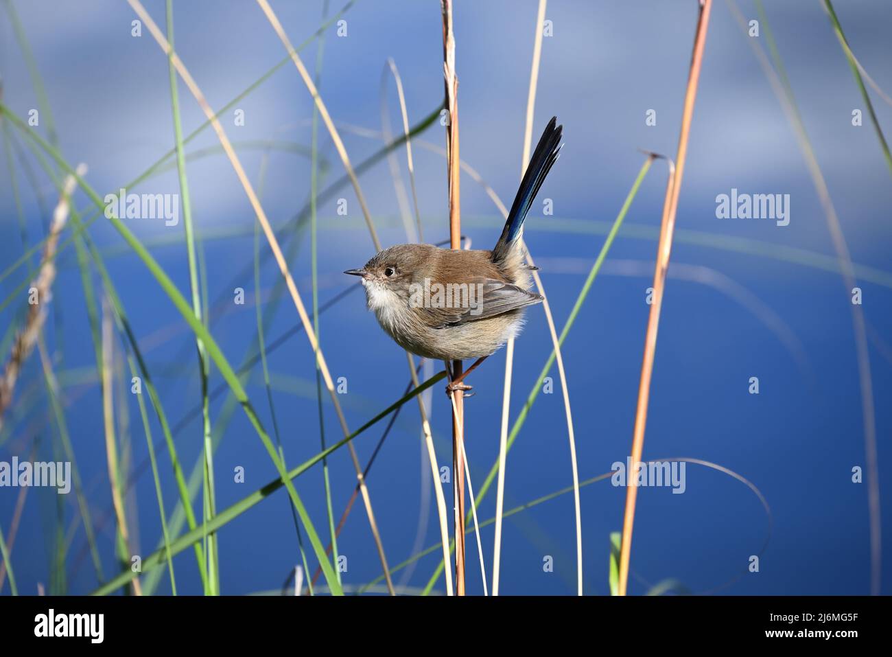 Male superb fairy-wren, with dull brown plumage and blue tail pointed skyward, perched on a thin reed near a lake during autumn Stock Photo