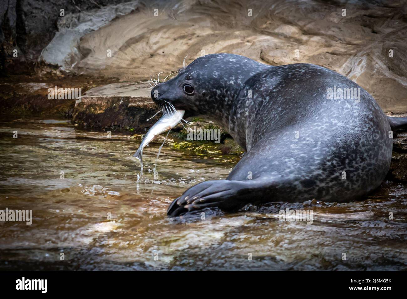 a common grey harbour seal caught a fish Stock Photo Alamy
